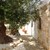 Trullo Casolare old olive tree.JPG